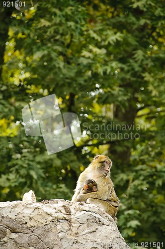 Image of Barbary macaques mother and son