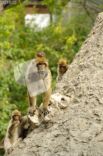 Image of Barbary macaques