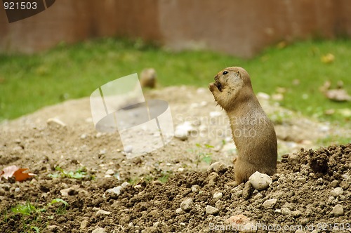 Image of Standing black-tailed prairie dog