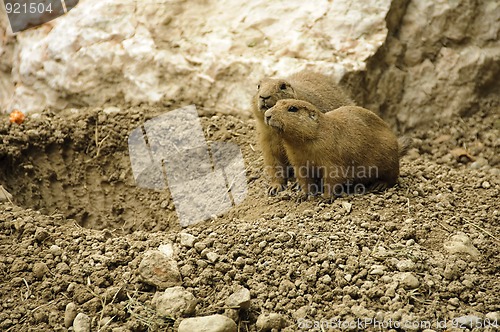 Image of Couple of black-tailed prairie dogs near their hole in the groun
