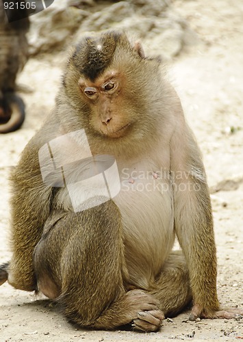 Image of Sad monkey