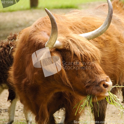 Image of Highland cow