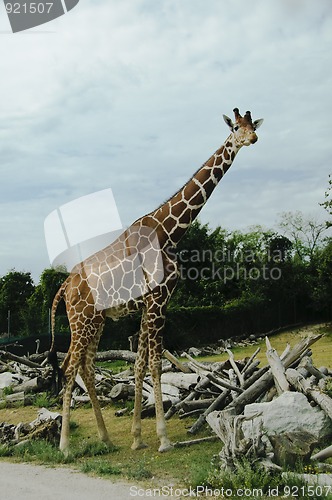 Image of Giraffe standing