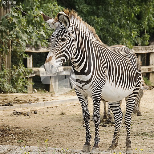 Image of Imperial zebra