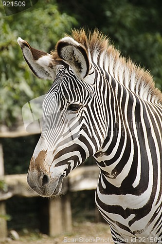 Image of Imperial zebra