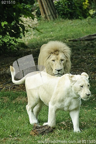 Image of White lion and lioness