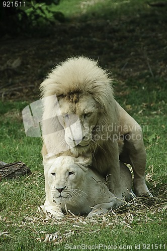 Image of White lion and lioness mating