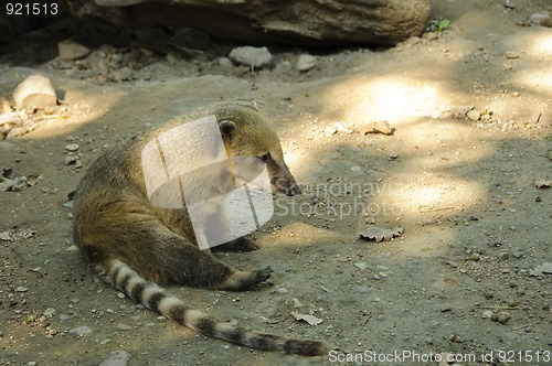 Image of South American coati resting