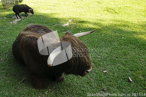 Image of Highland cow