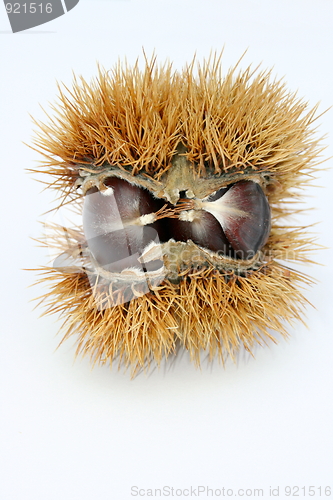Image of Chestnut