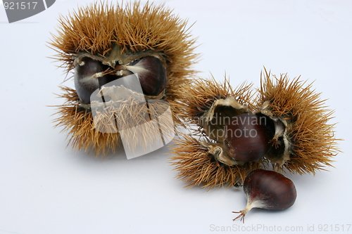 Image of chestnut