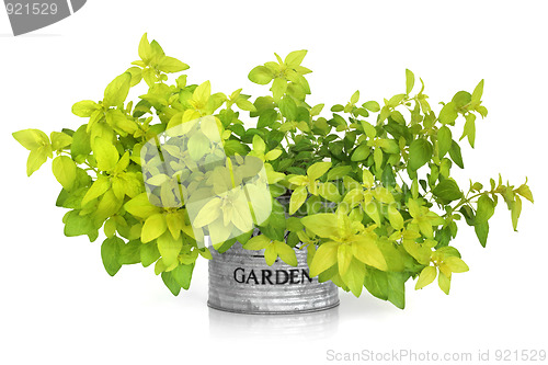 Image of Marjoram Herb Plant