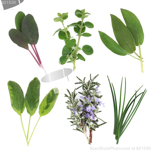 Image of Herb Leaf Selection