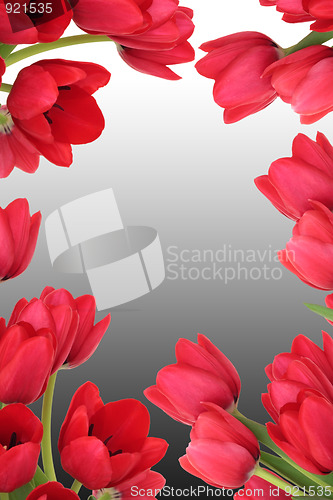 Image of Tuilp Flower Abstract