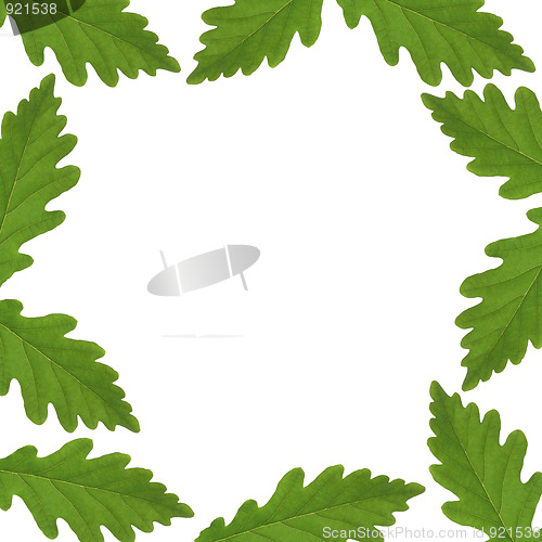 Image of Oak Leaf Border