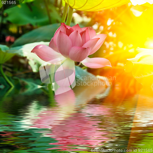 Image of lotus