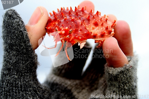 Image of Crab