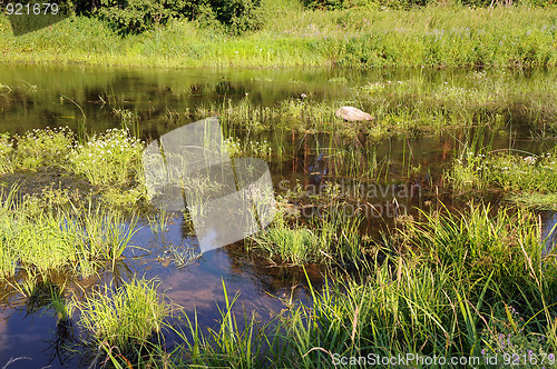 Image of Overgrowm Pond at Sunset