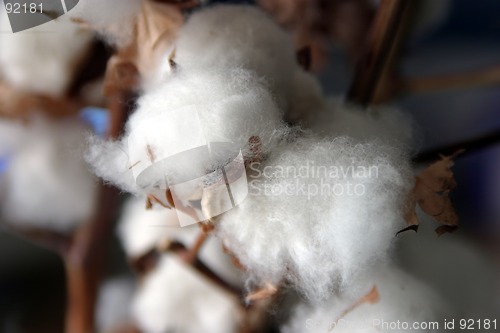 Image of Close-up of natural cotton flower