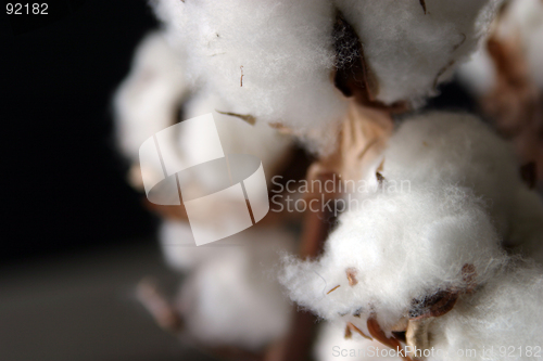 Image of Close-up of natural cotton flower