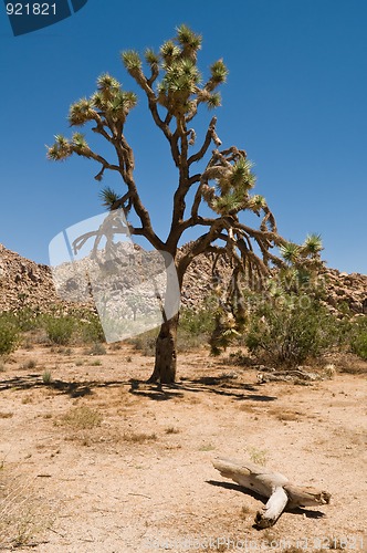 Image of Joshua tree