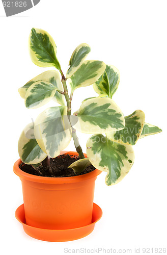 Image of Home flower in orange vase