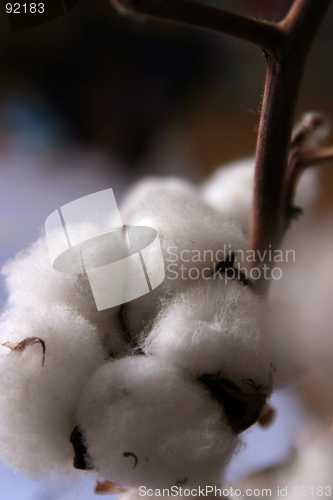 Image of Close-up of natural cotton flower