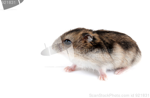 Image of Feathery hamster