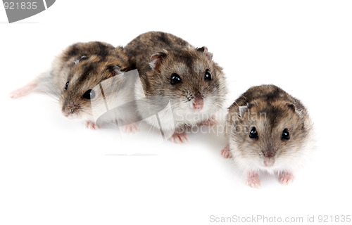Image of Three hamsters
