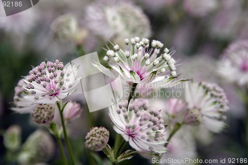 Image of Delicate white flowers stained with purple