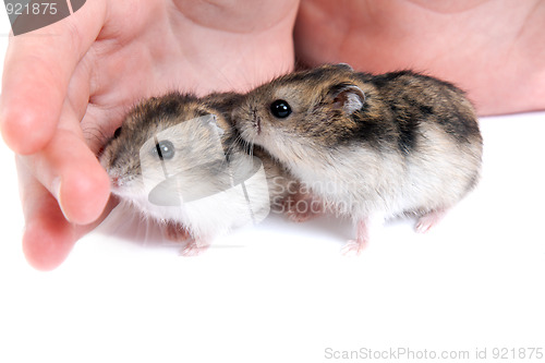 Image of Two hamster on palm