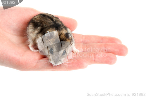 Image of Hamster on palm