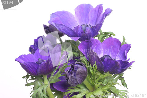 Image of Blue anemones