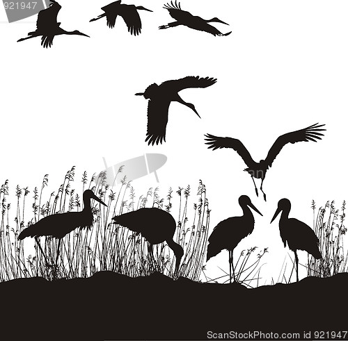 Image of Storks in peat