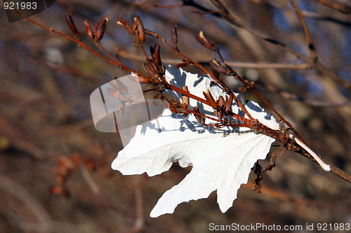 Image of White leaf