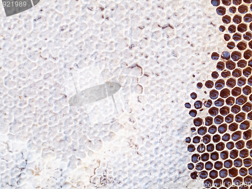 Image of Honeycomb