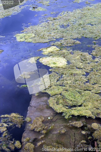 Image of Algae bloom in water