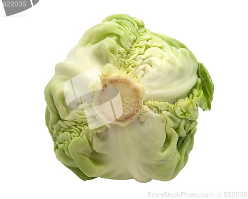 Image of Cabbage