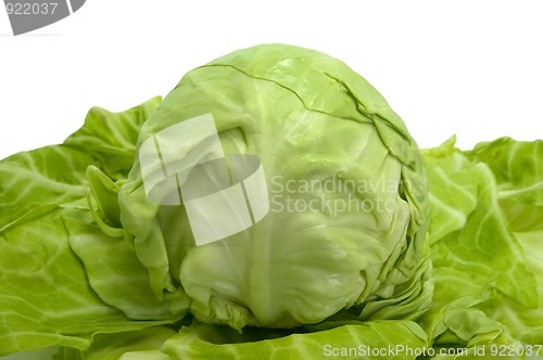 Image of Cabbage