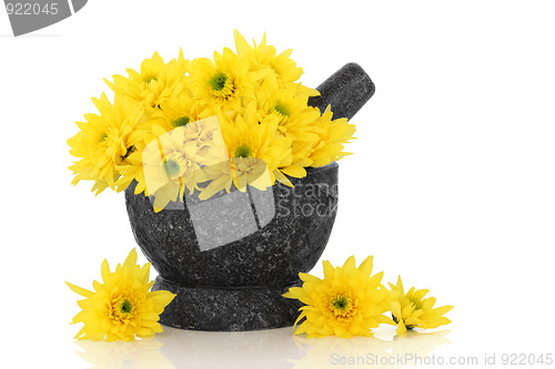 Image of Chrysanthemum Flowers