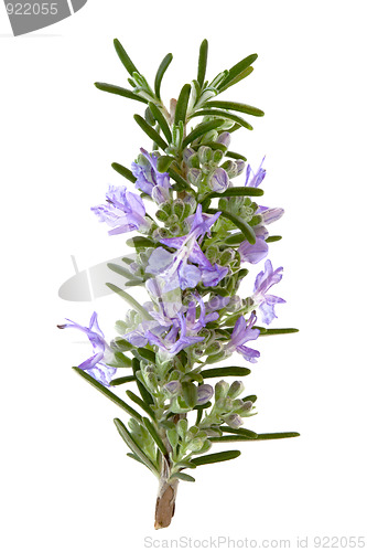 Image of Rosemary Herb Flowers