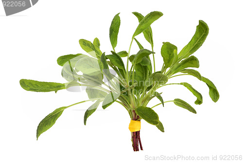 Image of Sage Herb Leaf Posy