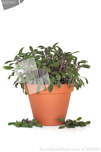 Image of Purple Sage Herb Plant