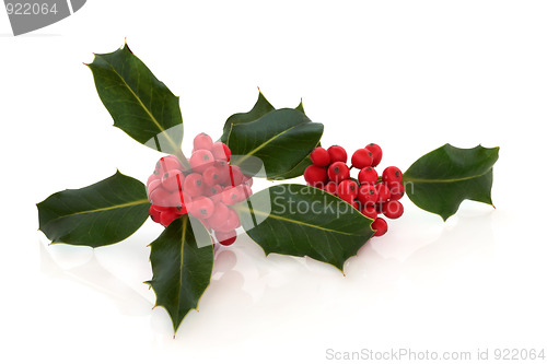 Image of Holly Berry Leaf Sprigs