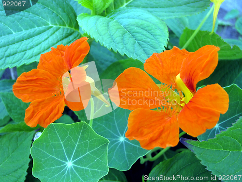 Image of Two nasturtiums