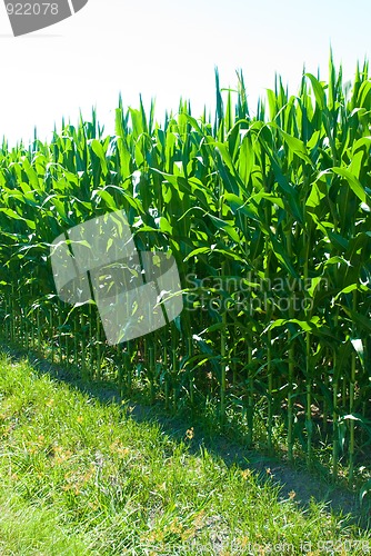 Image of Corn field