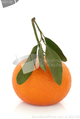 Image of Tangerine Fruit with Leaf Sprig