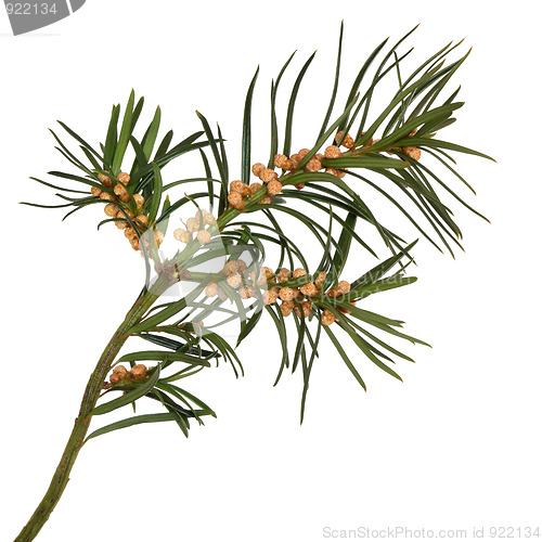 Image of Yew Leaf Sprig