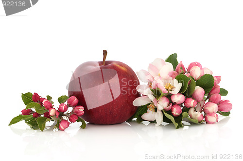 Image of Red Apple and Flower Blossom