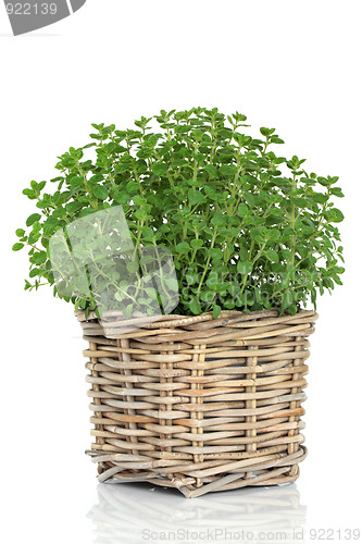 Image of Oregano Herb Plant